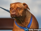 Dogs seem to become jealous of owners' attention