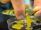 Scientists, public disagree on GMOs and more