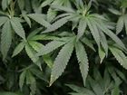 Police find pot in container labeled 'Not Weed'
