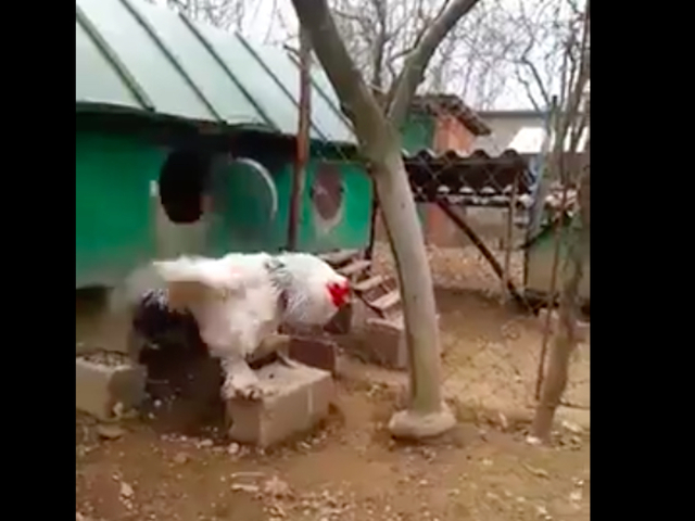 That big chicken video on Facebook isn't fake - WXYZ.com