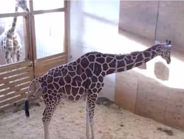 Millions watch April the giraffe give birth