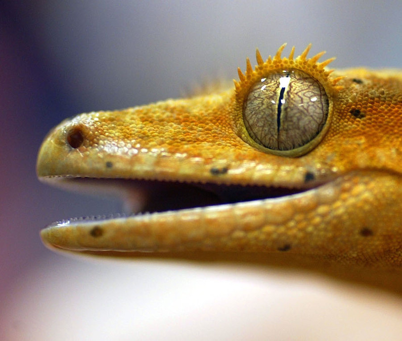 Gecko butt-dials 'bazillion' times from Hawaii seal hospital - WXYZ.com