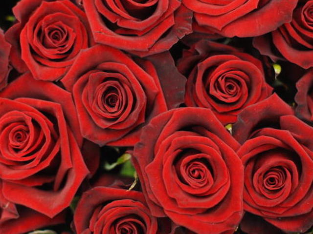 Man surprises wife with hundreds of roses on her final day of chemo