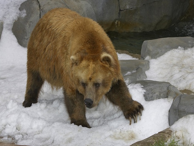 Authorities release names of victims mauled by bear in Alaska
