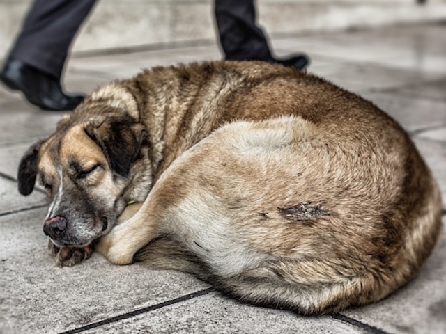What does your dog dream about? A Harvard psychologist may have the answer