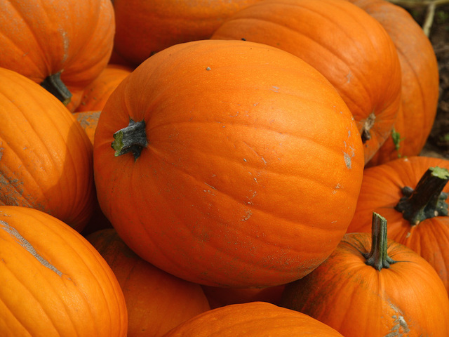 Coast Guard members throw pumpkins at each other for National Pumpkin Day