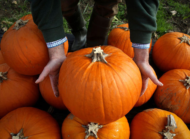 How to preserve pumpkins until Halloween